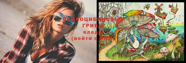 прущие грибы Аркадак